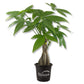 Ultimate Houseplant Trio - Money Tree Braid, Lucky Bean Plant, and Ginseng Ficus - A Captivating Blend of Houseplants and Bonsai Artistry