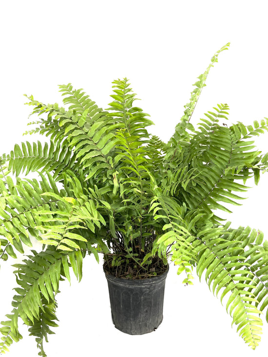 Macho Fern - Live Plant in a 10 inch Pot - 3 Gallon - Nephrolepsis Biserrta &