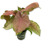 Syngonium Pink Perfection - Live Plant in a 4 Inch Pot - Syngonium Podophyllum &