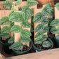 Monstera Dubia Shingle Plant - Live Plant in a 4 Inch Pot - Monstera Dubia - Extremely Rare and Beautiful Vining Indoor Houseplant - Air Purifying