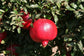 Pomegranate Tree - Live Starter Plants in 2 Inch Growers Pot - Punica Granatum - Edible Fruit Bearing Tree for The Patio and Garden