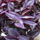 Tradescantia Wandering Jew - Live Plant in a 2 Inch Pot - Tradescantia Albiflora - Rare and Elegant Indoor Houseplant