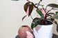 Pink Princess Philodendron - Live Plant in a 4 Inch Pot - Philodendron Erubescens ‘Pink Princess’ - Extremely Rare Indoor Houseplant