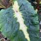 Colocasia Elephant Ear Plant - 4 Live Starter Plants - Colocasia Esculenta - Beautiful Large Leaf Foliage Starter Multipack
