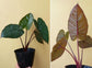 Alocasia - 4 Live Starter Plants in 2 Inch Pots - Alocasia - Florist Quality Air Purifying Indoor Plant - Nature&