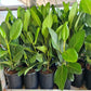 Ficus Tree - Live Starter Plants in 2 Inch Pots - Stunning Easy Care Interior Houseplant