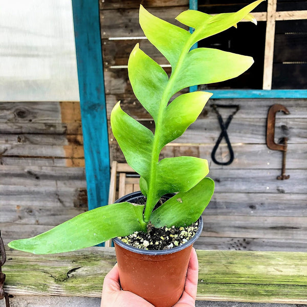 Shark's Tooth Cactus - Live Plant in a 4 Inch Pot