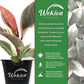 Ficus Tree - Live Starter Plants in 2 Inch Pots - Stunning Easy Care Interior Houseplant