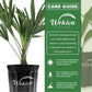 Windmill Palm - Live Starter Plants in 2 Inch Pots - Trachycarpus Fortunei - Hardy Palm from Florida