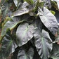 Colocasia Elephant Ear Plant - 4 Live Starter Plants - Colocasia Esculenta - Beautiful Large Leaf Foliage Starter Multipack