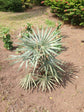 Thatch Palm &