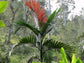 Red Flame Palm - 3 Live Plants in 4 Inch Growers Pots - Chambeyronia Macrocarpa - Extremely Rare Ornamental Palms from Florida