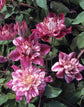 Clematis Patricia Ann Fretwell - Live Plants in 4 inch Growers Pots - Clematis &