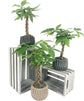 Classic Bonsai Planter - Live Plant in a Grey 5 Inch Decorative Pot - Plant Variety is Grower&