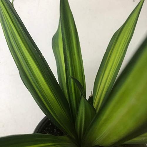 dracaena fragrans rikki Dracaena Rikki Cane - Live Plant in a 10 Inch Pot