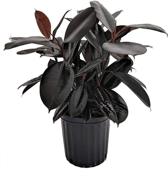 Rubber Plant - Live Plant in an 10 Inch Pot - Ficus Elastica “Burgundy” - Beautiful Easy Care Air Purifying Indoor Houseplant