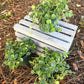 Hoya Curtisii - Live Plants in 4 Inch Pots - Hoya Carnosa &
