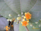 Sherbet Berry Phalsa Plant - 4 Live Starter Plants in 2 Inch Pots - Grewia Asiatica - Sweet Edible Fruit Tree for The Garden