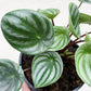 Peperomia Multi Pack - 3 Live Plants in 4 Inch Pots - Varieties are Grower&
