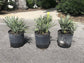 Silver Saw Palmetto - Live Plant in a 3 Gallon Growers Pot - Serenoa Repens - Rare Ornamental Palms of Florida