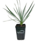 Silver Yucca - Live Plant in a 4 Inch Growers Pot - Starter Plant - Yucca Rostrata - Extremely Rare Outdoor Ornamental Slow Growing Evergreen Tree