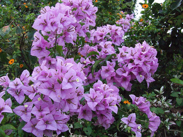 3 gallon lavender plant Lavender Bougainvillea - Live Plant in a 3 Gallon Pot