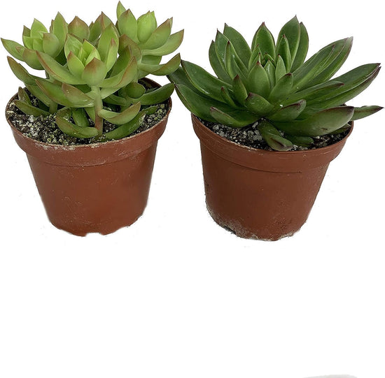 Artisan Grown Succulent Collection – 2 Live Succulent Plants in 4 Inch Pots – Growers Choice - Hand-Picked for Beauty – Perfect Plant Assortment for Indoors or Outdoors