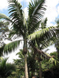 Tindea Palm - Live Plants in 4 Inch Growers Pots - Kentiopsis Oliviformis - Extremely Rare Ornamental Palms of Florida