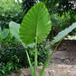 Alocasia - 4 Live Starter Plants in 2 Inch Pots - Alocasia - Florist Quality Air Purifying Indoor Plant - Nature&