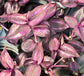 Tradescantia Wandering Jew - Live Plant in a 2 Inch Pot - Tradescantia Albiflora - Rare and Elegant Indoor Houseplant