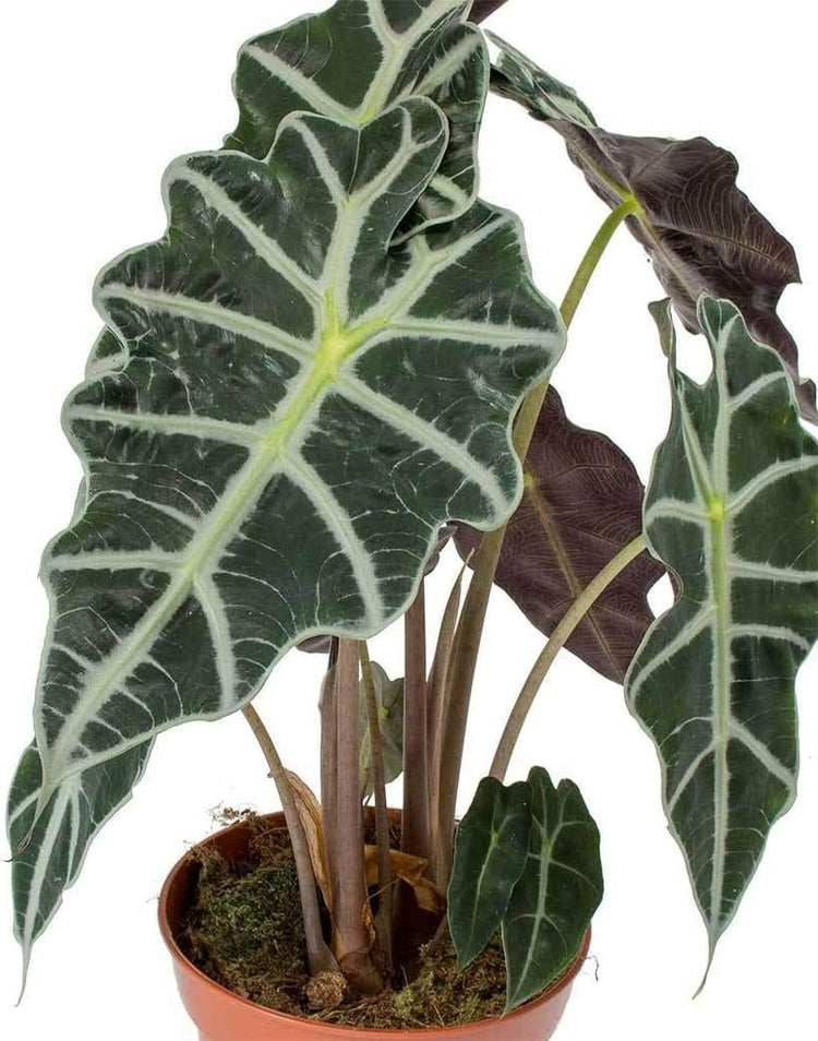 elephant air plants Elephant Ear African Mask Dwarf Alocasia