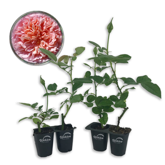 Abraham Darby Rose Bush - Live Starter Plants in 2 Inch Pots - Beautifully Fragrant Heirloom Rose from Florida - A Versatile Beauty with a Rich Fragrance