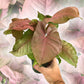 Syngonium Pink Perfection - Live Plant in a 4 Inch Pot - Syngonium Podophyllum &