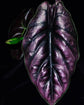 Azalani Alocasia - Live Plant in a 4 Inch Pot - Florist Quality Air Purifying Indoor Plant - Nature&