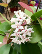 Hoya - Live Plant in a 2 Inch Pot - Indoor Houseplants Straight from The Nursery
