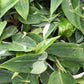 Enchanting White Princess Philodendron - Live Starter Plant in a 2 Inch Pot - Philodendron Erubescens White Princess - Extremely Rare and Beautiful Indoor Houseplant