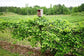 Muscadine Grape Vine with Trellis - Live Plant in a 3 Gallon Pot - 4 to 5 Feet Tall - Edible Fruit Bearing Vine