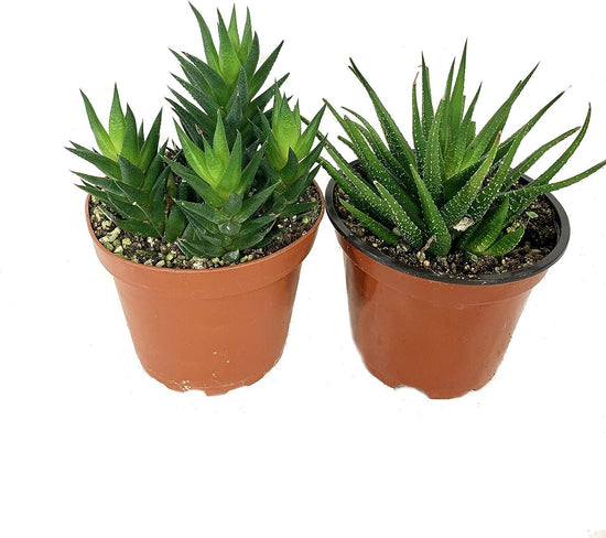Artisan Grown Haworthia Succulent Collection – 2 Live Haworthia Plants in 4 Inch Pots – Growers Choice - Hand-Picked for Beauty – Perfect Plant Assortment for Indoors or Outdoors