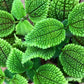 Friendship Plants - Live Starter Plants in 2 Inch Pots - Baby Pilea - Beautiful Textured Indoor Houseplant