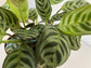 Calathea Burle Marxii Prayer Plant - Live Plants in 4 Inch Pots - Calathea Burle Marxii - Beautiful and Elegant Indoor Houseplants from The Nursery