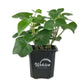 Green English Ivy - Live Plants in 3 Inch Pots - Hedera Helix - Beautiful Easy Care Indoor Air Purifying Houseplant Vine
