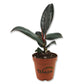 Ficus Tree - Live Starter Plants in 2 Inch Pots - Stunning Easy Care Interior Houseplant