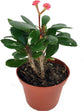 Crown of Thorns - Live Plant in a 6 Inch Pot - Euphorbia Milii - Beautiful Flowering Easy Care Indoor Houseplant