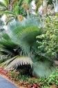 Giant Yarey Palm Gigas - Live Plants in 4 Inch Growers Pots - Copernicia Gigas - Extremely Rare Ornamental Palms of Florida