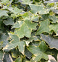 Golden English Ivy - Live Plants in 3 Inch Pots - Hedera Helix - Beautiful Easy Care Indoor Air Purifying Houseplant Vine