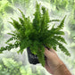 Boston Compacta Fern - Live Plants in 4 Inch Pots - Nephrolepis Exaltata Compacta - Beautiful Clean Air Indoor Outdoor Ferns from Florida