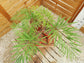 Multipinnate Sago Palm - Live Plant in a 4 Inch Growers Pot - Cycas Debaoensis - Extremely Rare Ornamental Palms of Florida