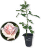 New Dawn Rose Bush - Live Starter Plants in 2 Inch Pots - Beautiful Roses from Florida - A Timeless Classic Ornamental Rose