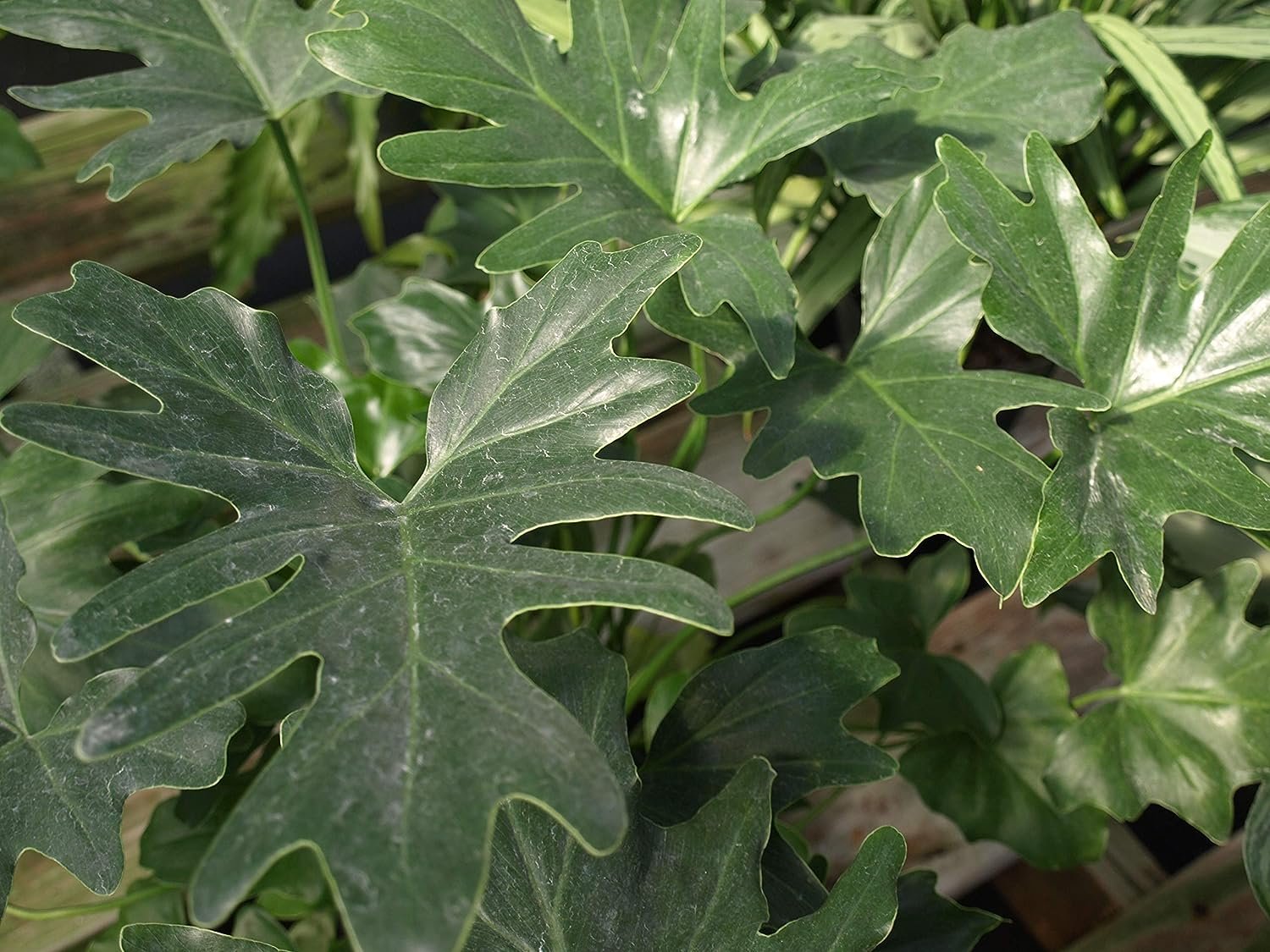 live split leaf philodendron for sale Split-Leaf Philodendron - Live Plant in a 3 Gallon Growers Pot - Philodendron Selloum