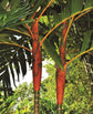 Orange Crownshaft Palm Tree - Live Plant in a 10 Inch Pot - Areca Vestiaria - Extremely Rare Ornamental Palms from Florida